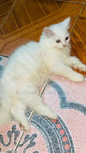 1-3 months Male Purebred Persian