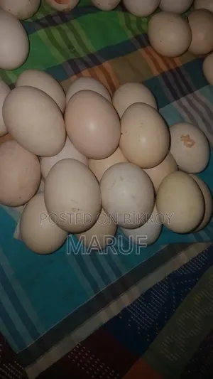 দেশি মুরগীর বীজ ডিম বিক্রি করা হচ্ছে