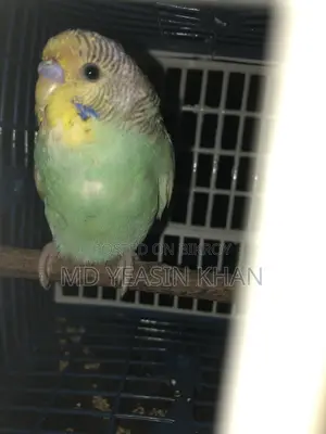 জোড়া পাখি বিক্রয় হবে