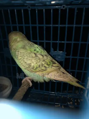 জোড়া পাখি বিক্রয় হবে