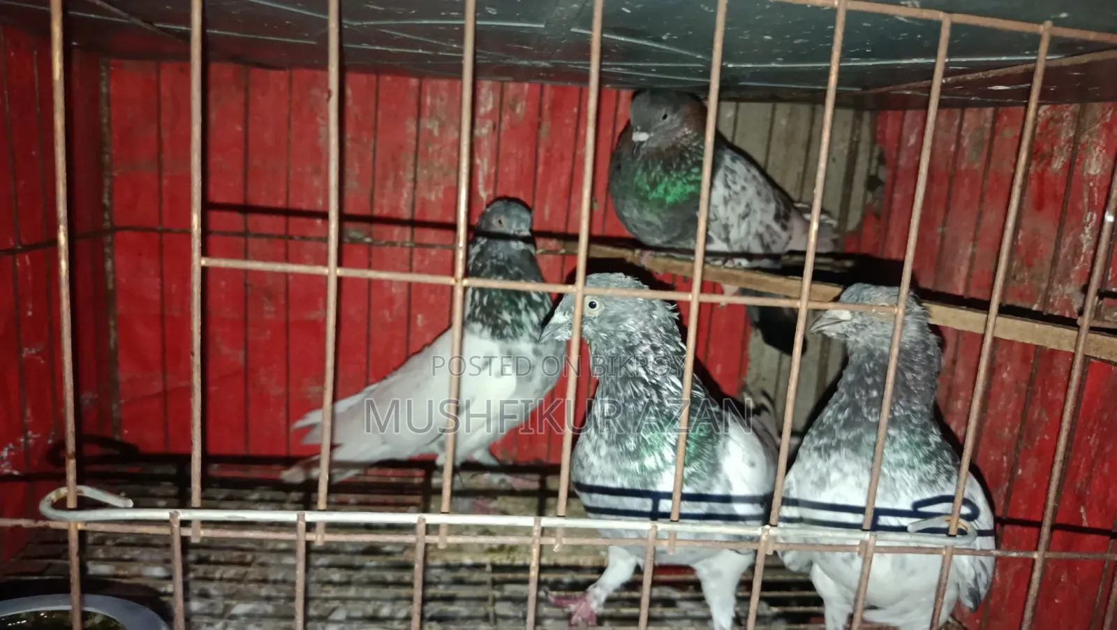 ৪ পিস কবুতর বিক্রি হবে
