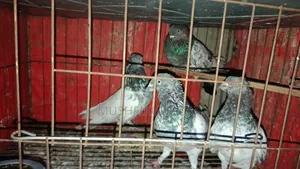 ৪ পিস কবুতর বিক্রি হবে