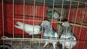 ৪ পিস কবুতর বিক্রি হবে
