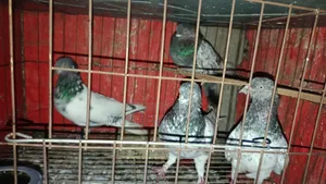 ৪ পিস কবুতর বিক্রি হবে