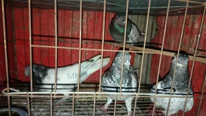 ৪ পিস কবুতর বিক্রি হবে