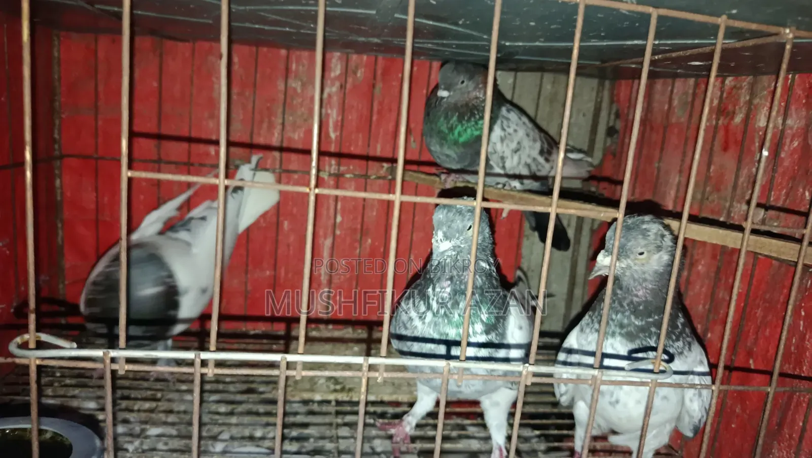 ৪ পিস কবুতর বিক্রি হবে
