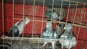 ৪ পিস কবুতর বিক্রি হবে