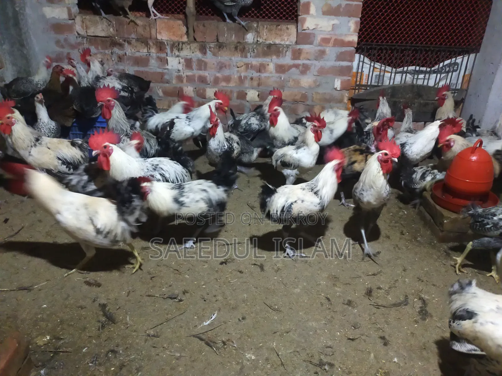Egyptian Faomi New Adult Breeder