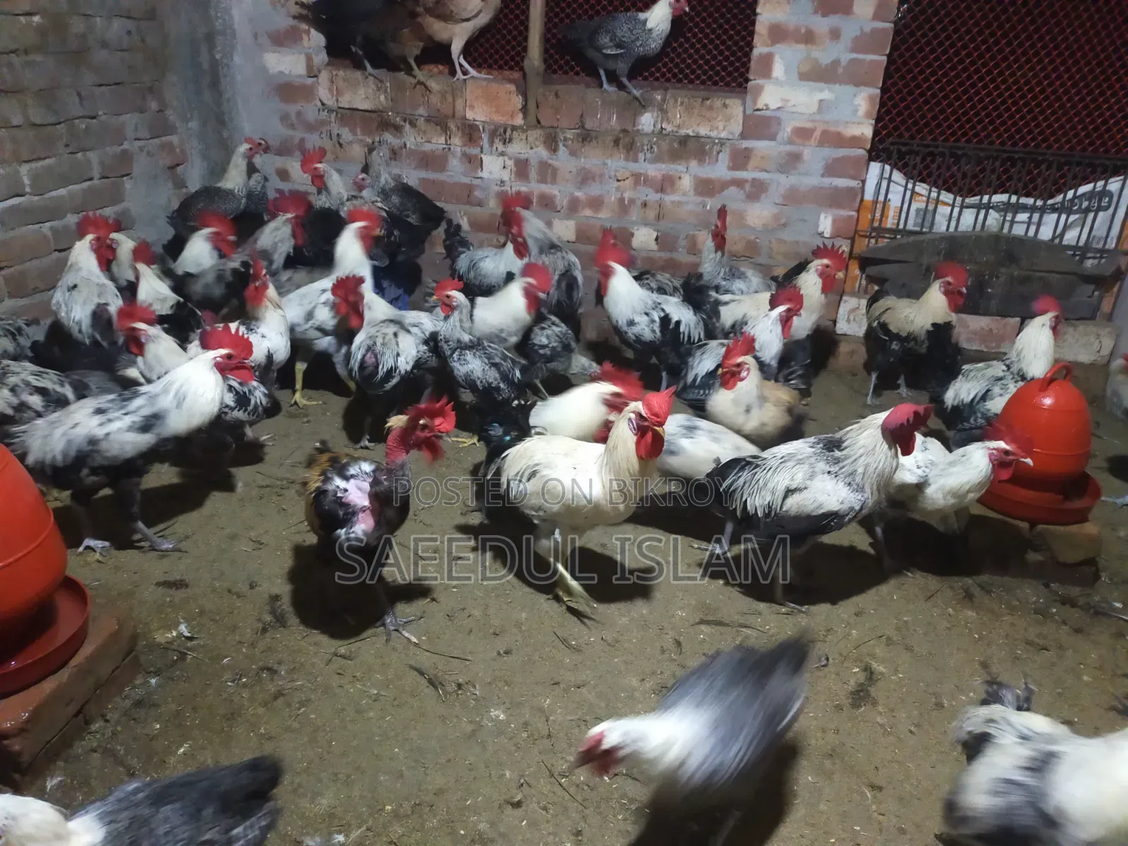 Egyptian Faomi New Adult Breeder