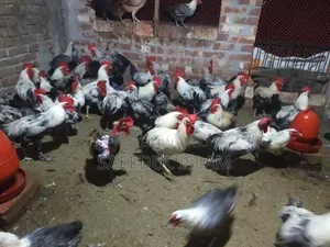 Egyptian Faomi New Adult Breeder