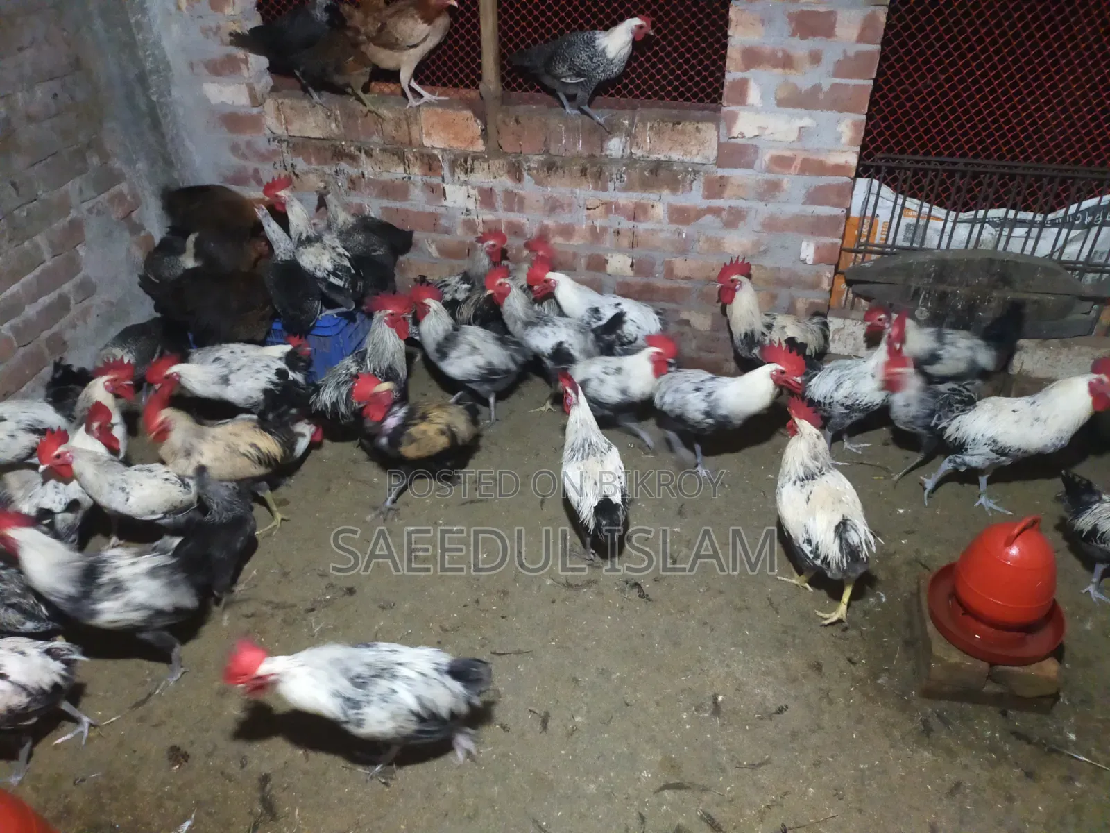 Egyptian Faomi New Adult Breeder