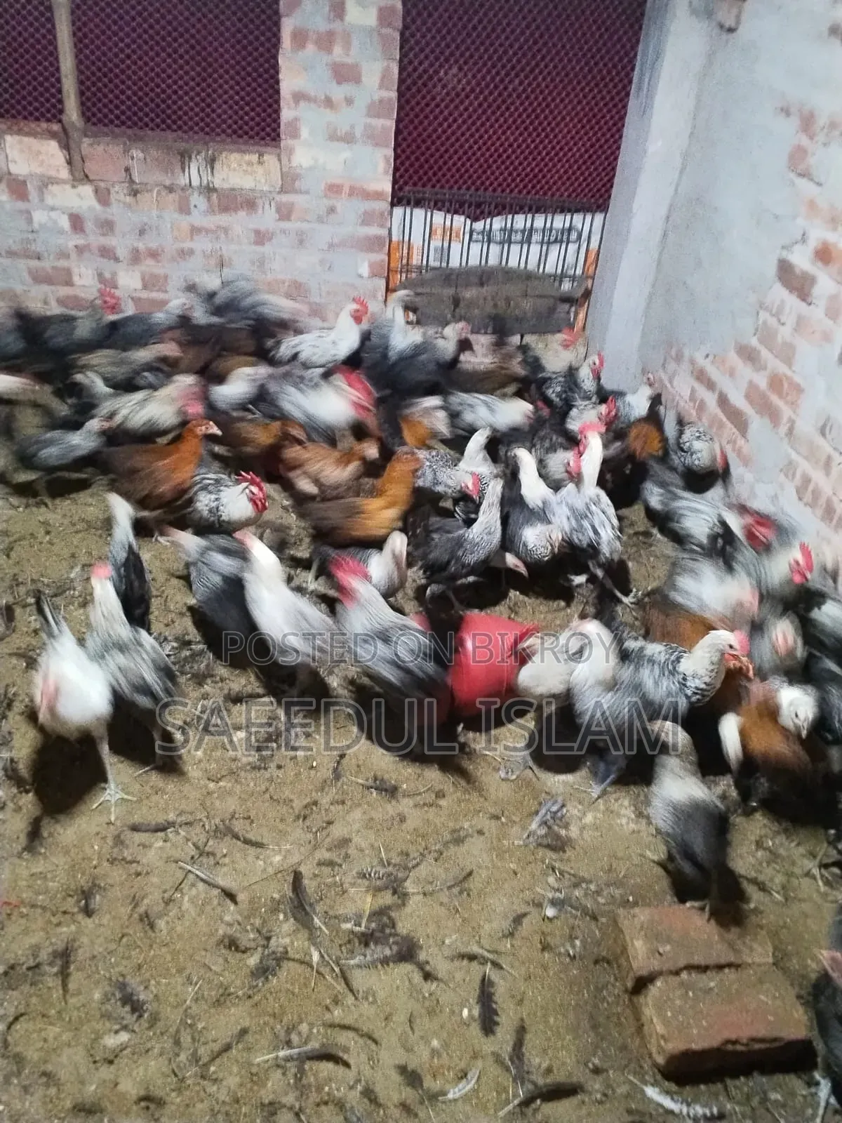 Egyptian Faomi New Adult Breeder
