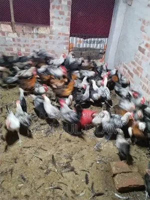 Egyptian Faomi New Adult Breeder