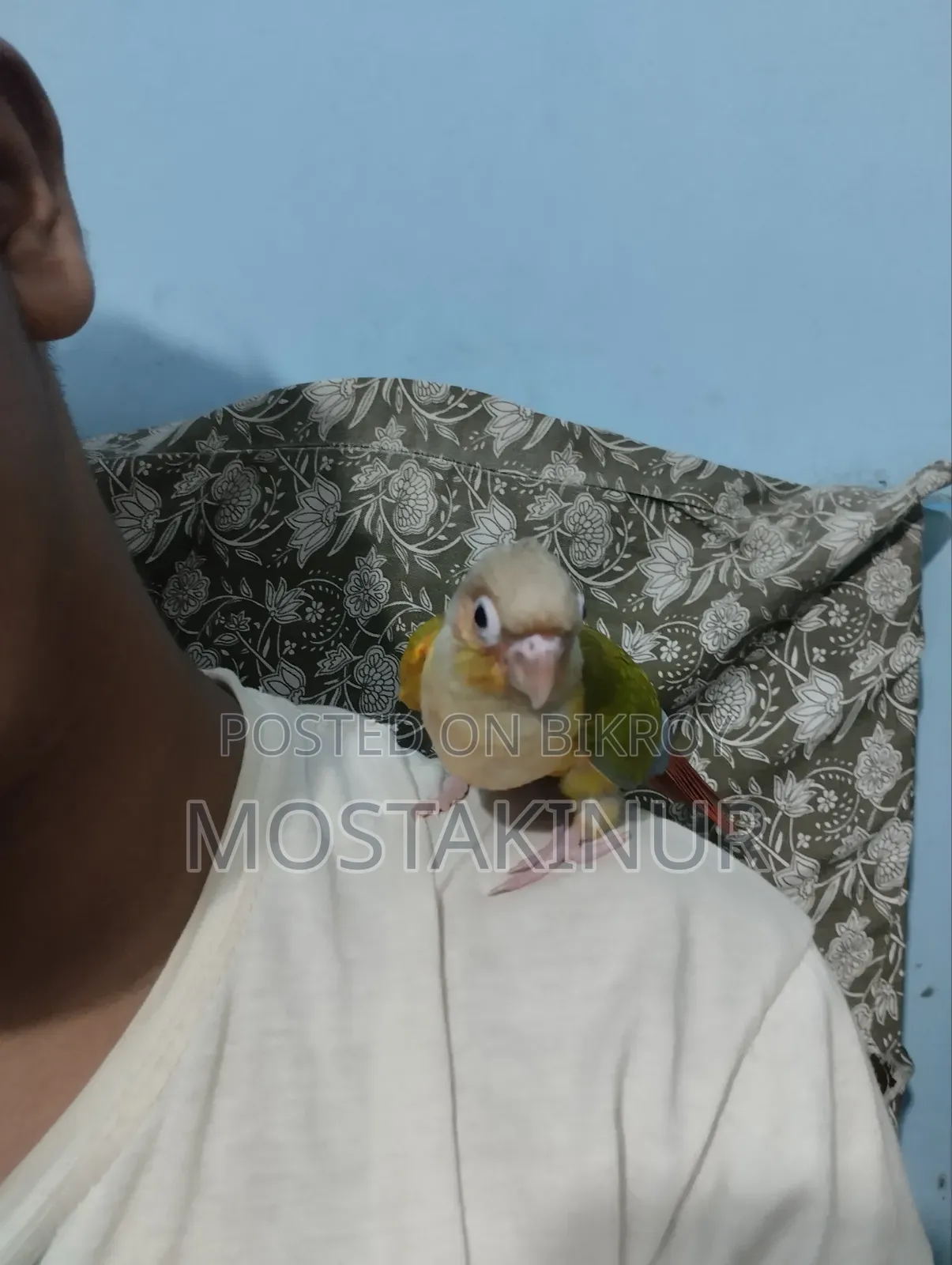 পাইনাপেল কুনুর Sell হবে