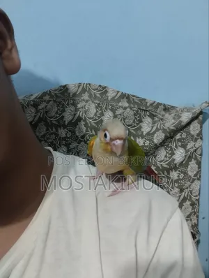 পাইনাপেল কুনুর Sell হবে