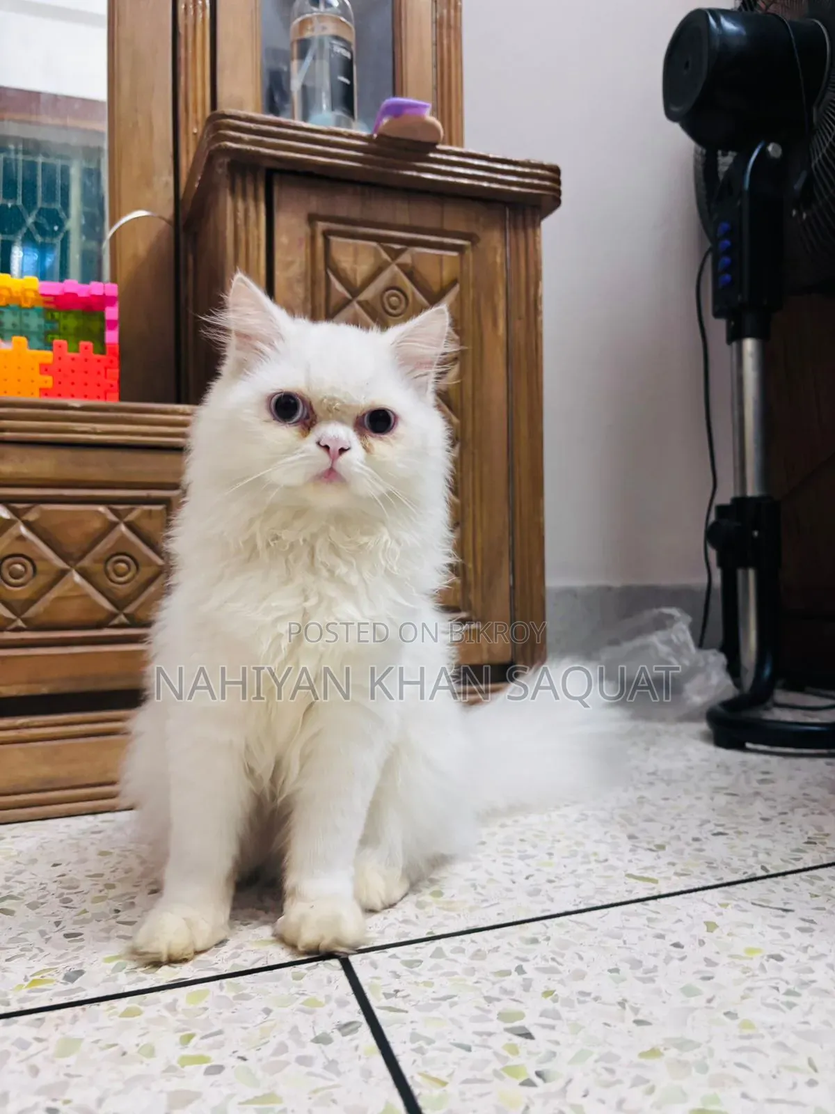 1+ year Female Purebred Persian