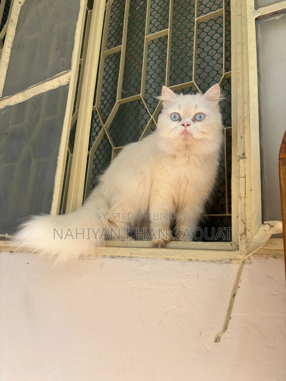 1+ year Female Purebred Persian