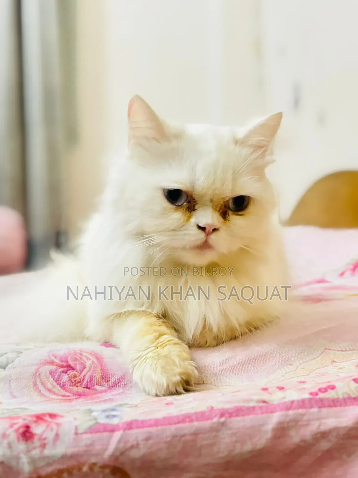 1+ year Female Purebred Persian