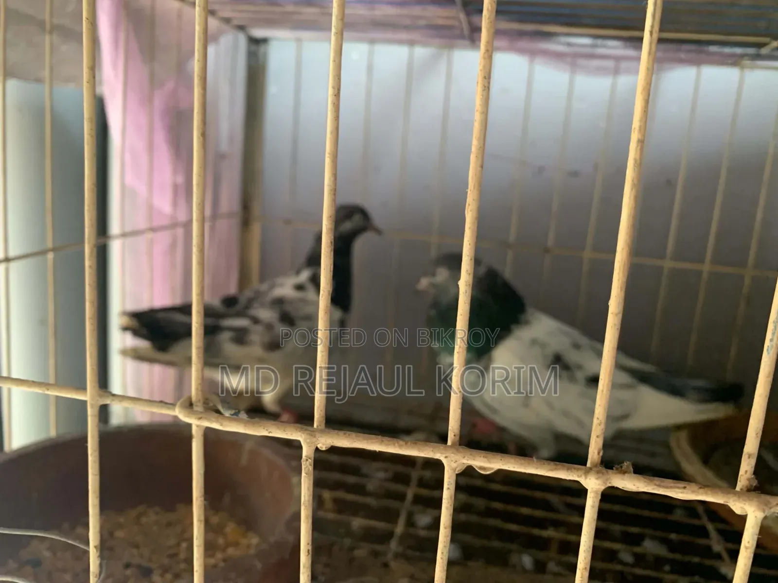 কবুতর বিক্রি করা হবে