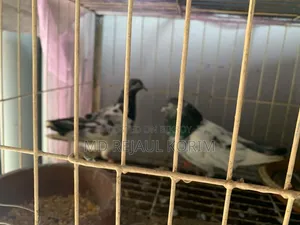 কবুতর বিক্রি করা হবে