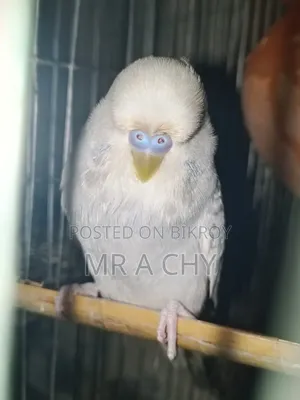 English Budgerigar Male