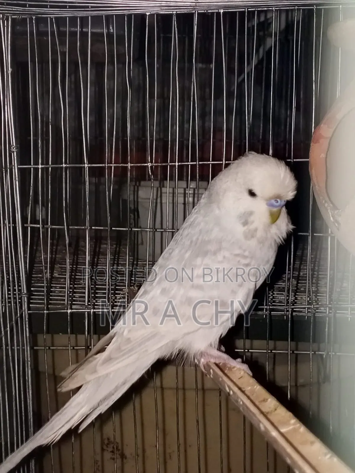 English Budgerigar Male
