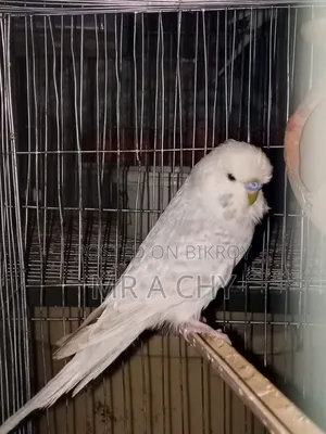 English Budgerigar Male