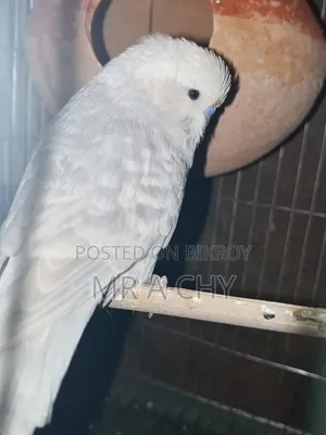 English Budgerigar Male