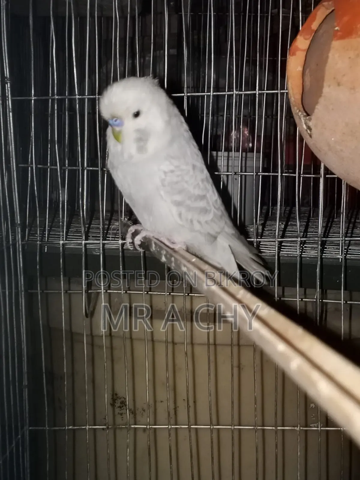English Budgerigar Male