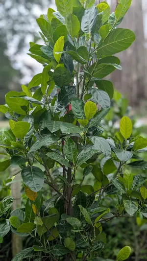 থাই বারমাসি পিংক কাঁঠাল গাছ