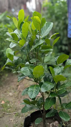 থাই বারমাসি পিংক কাঁঠাল গাছ