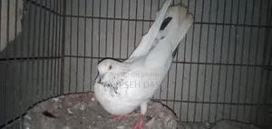বিদ্যুৎ জাতের একটা মায়া চোখ হলুদ