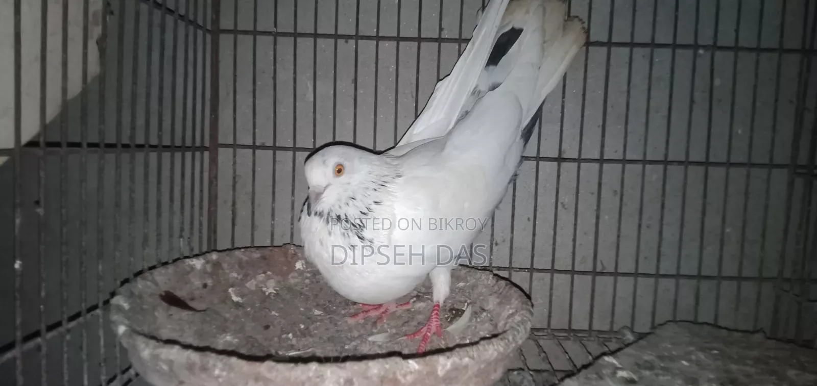 বিদ্যুৎ জাতের একটা মায়া চোখ হলুদ