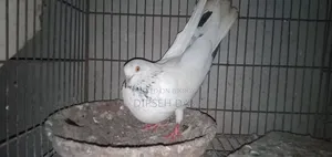বিদ্যুৎ জাতের একটা মায়া চোখ হলুদ