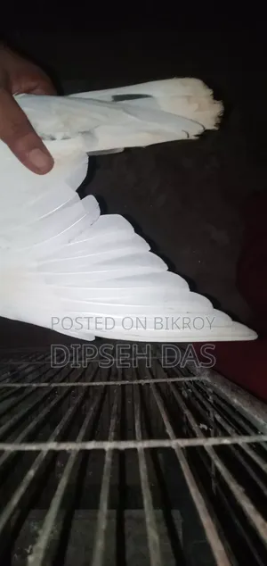 বিদ্যুৎ জাতের একটা মায়া চোখ হলুদ