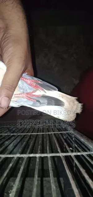 বিদ্যুৎ জাতের একটা মায়া চোখ হলুদ