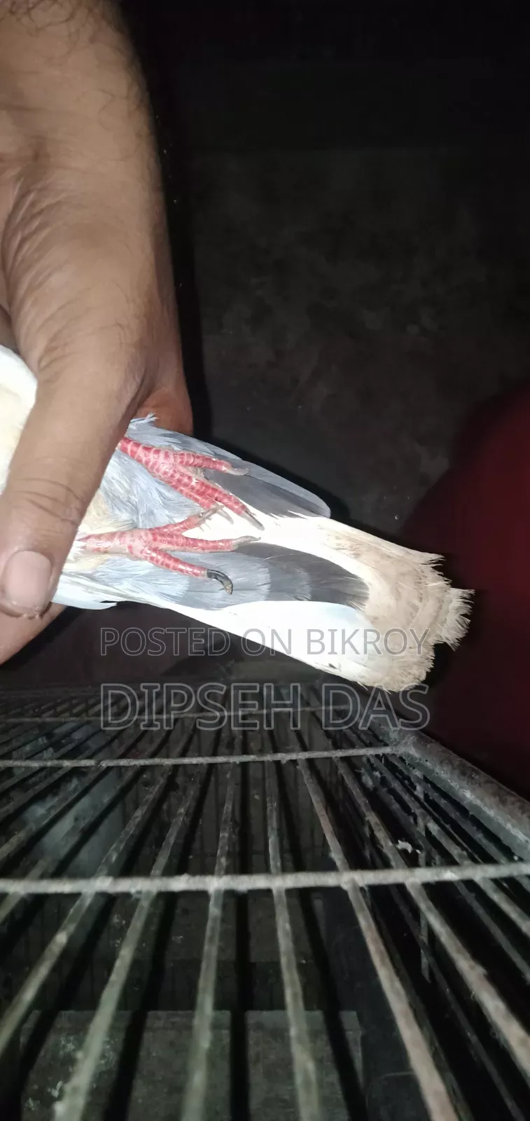 বিদ্যুৎ জাতের একটা মায়া চোখ হলুদ