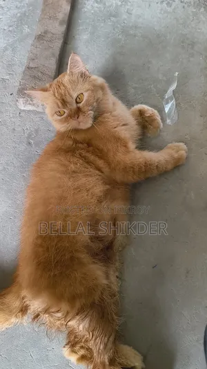 1+ year Female Purebred Persian