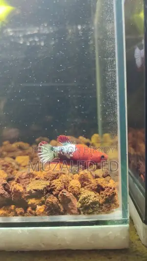 Batta Fish