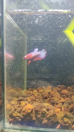Batta Fish