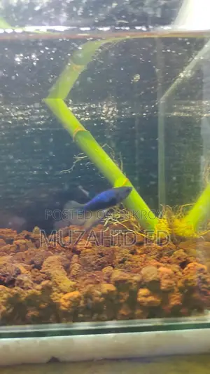 Batta Fish