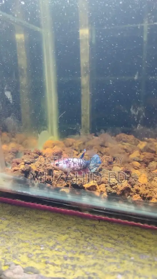 Batta Fish