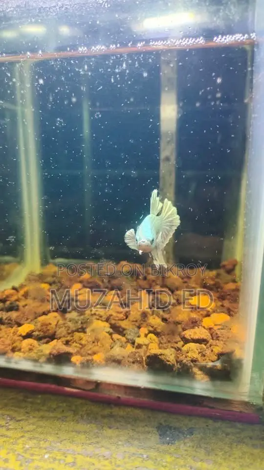 Batta Fish