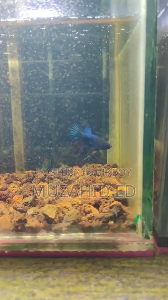 Batta Fish