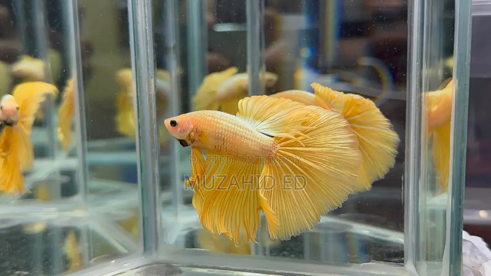 Batta Fish