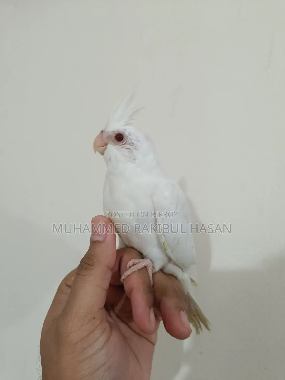 Albino Cockatiel Baby