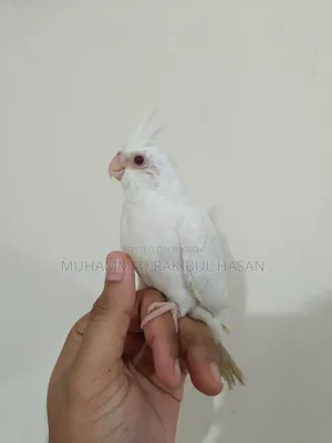 Albino Cockatiel Baby