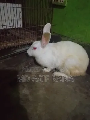 একটা রানিং ফিমেল খরগোশ বিক্রি করা হবে