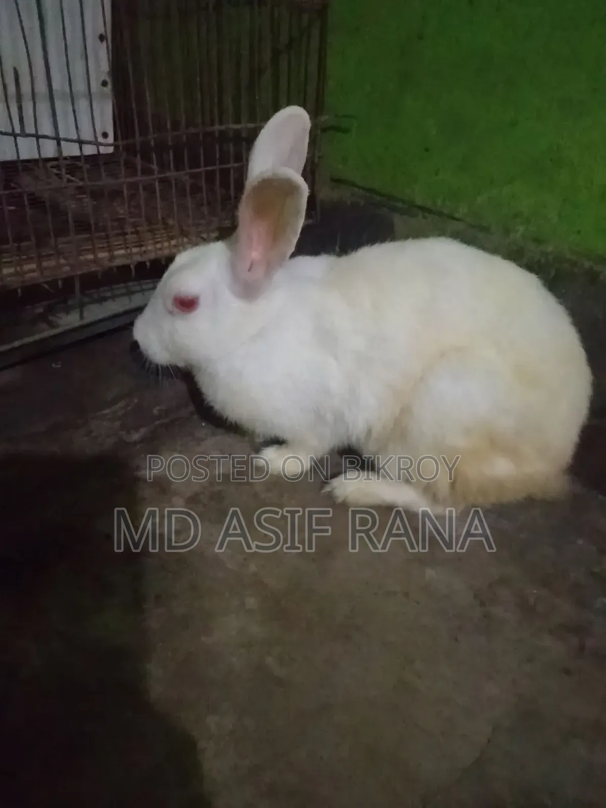 একটা রানিং ফিমেল খরগোশ বিক্রি করা হবে