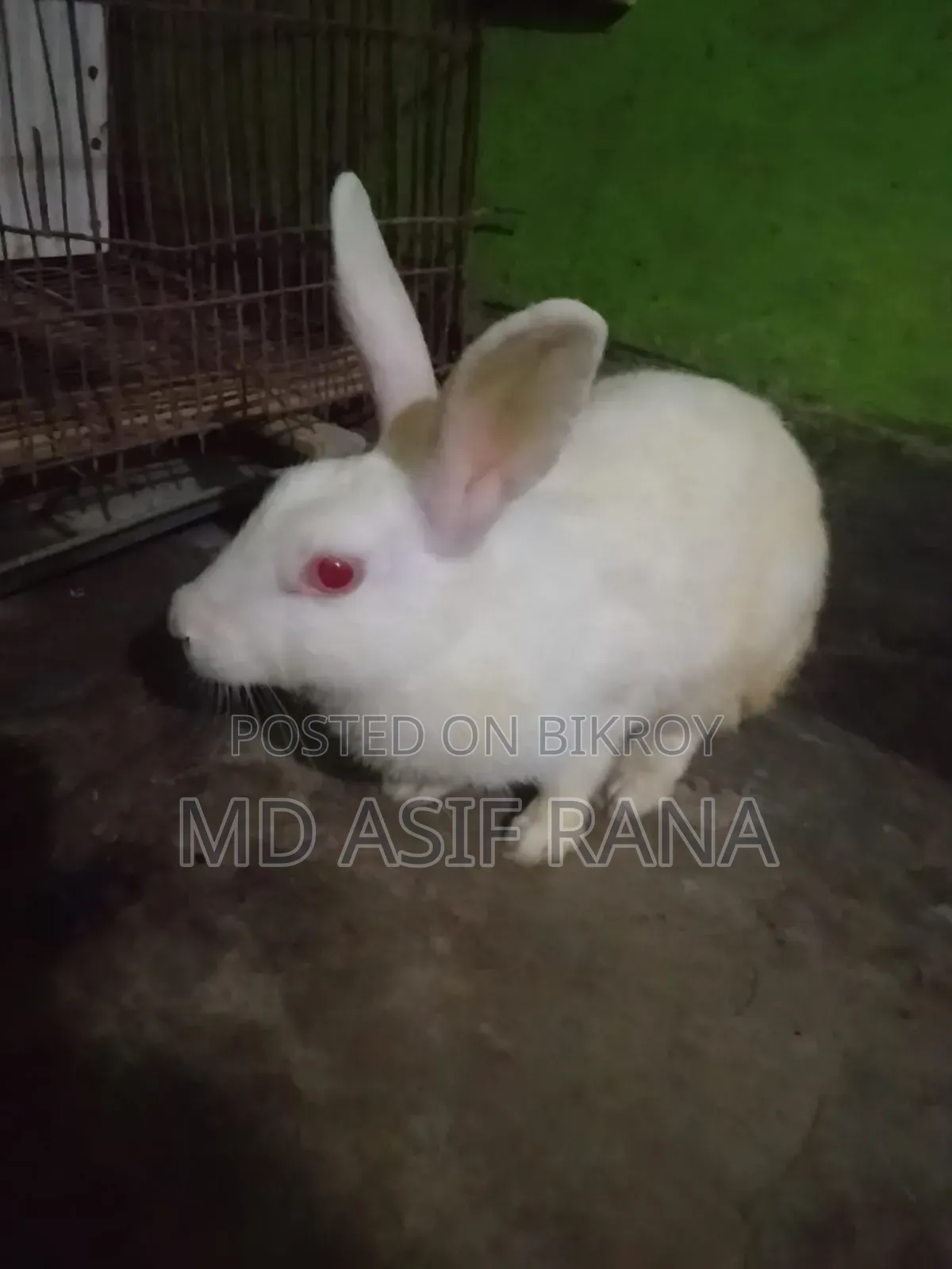 একটা রানিং ফিমেল খরগোশ বিক্রি করা হবে